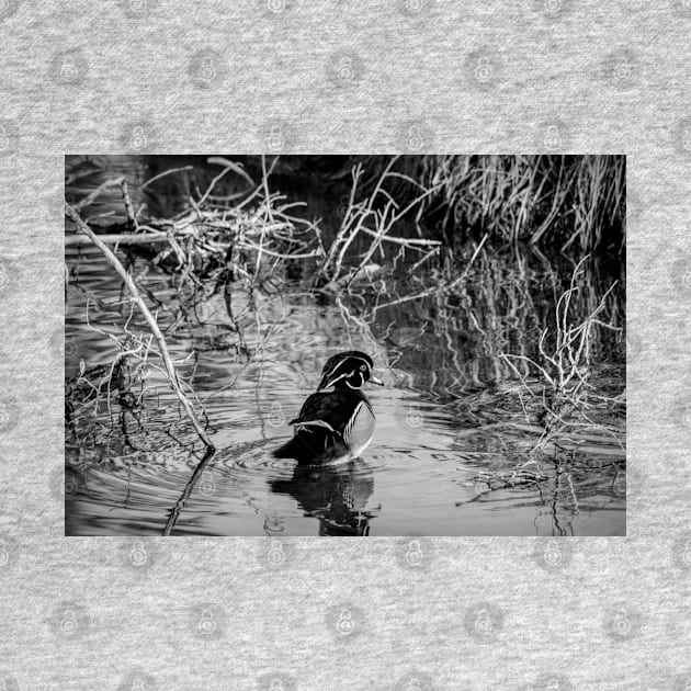 Wood duck in black and white by CanadianWild418